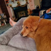 Wateree Animal Hospital ico