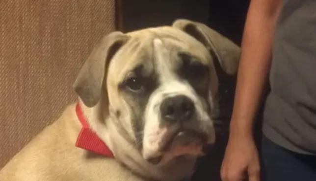Family Pet Medicine 2