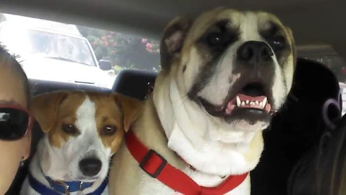 Family Pet Medicine 4