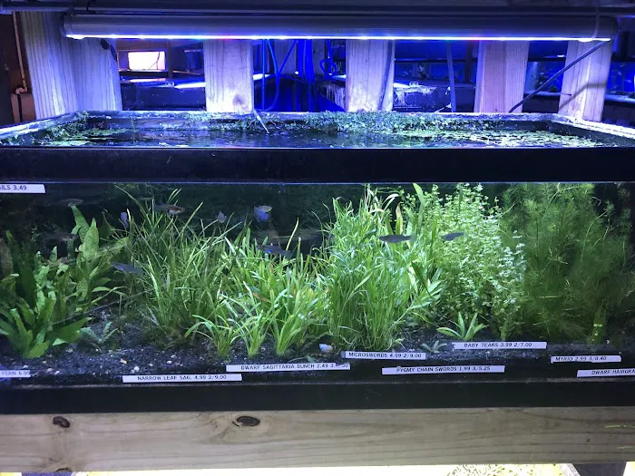 Austin Aqua-Dome 8