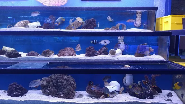 Austin Aqua-Dome 1