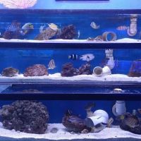 Austin Aqua-Dome ico
