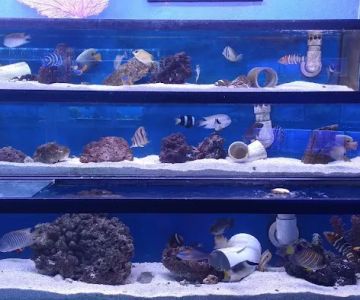 Austin Aqua-Dome