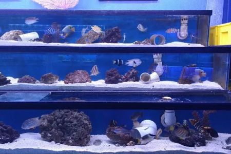 Austin Aqua-Dome