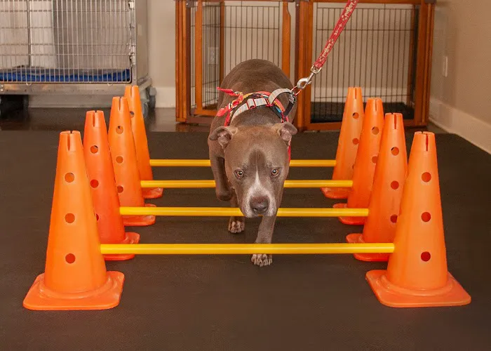 Animalia Rehab 7