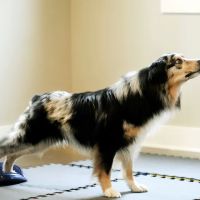 Animalia Rehab ico
