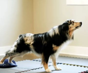 Animalia Rehab
