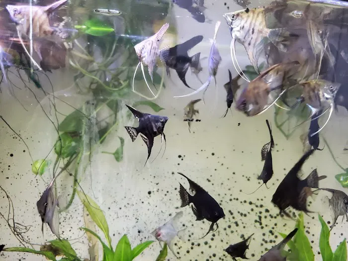 Austin Aquarium Fish - Angelfish 12