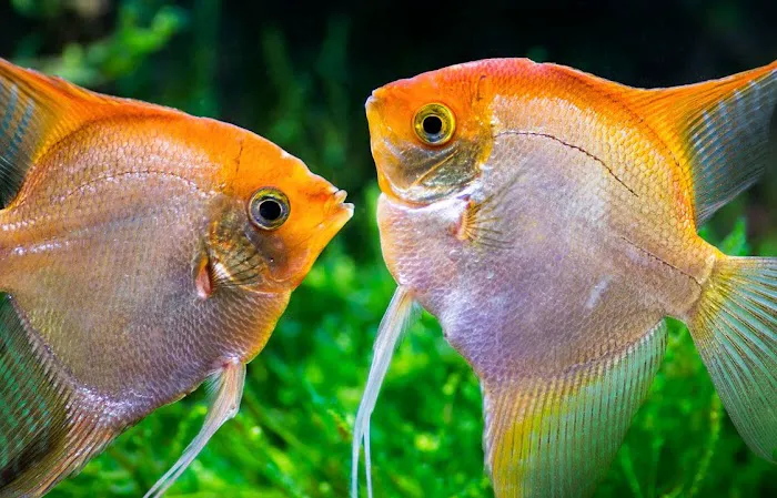 Austin Aquarium Fish - Angelfish 12
