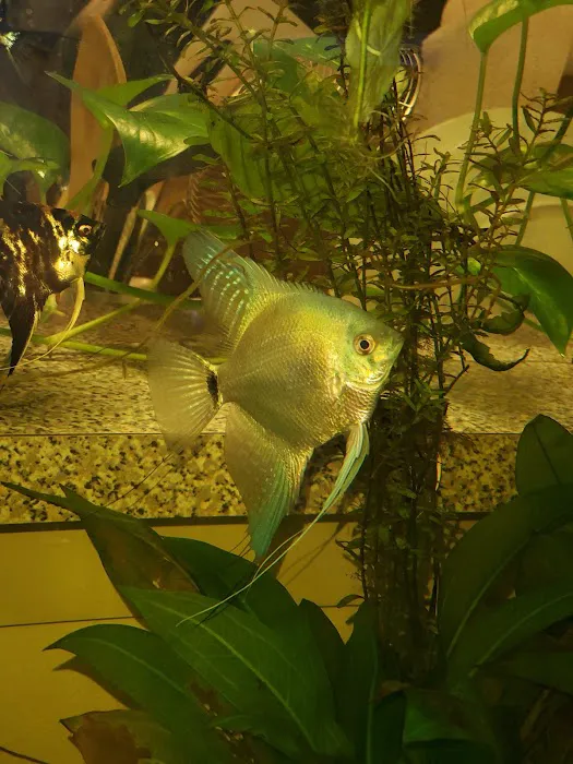 Austin Aquarium Fish - Angelfish 12