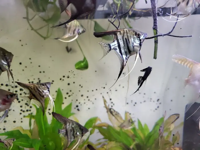 Austin Aquarium Fish - Angelfish 12