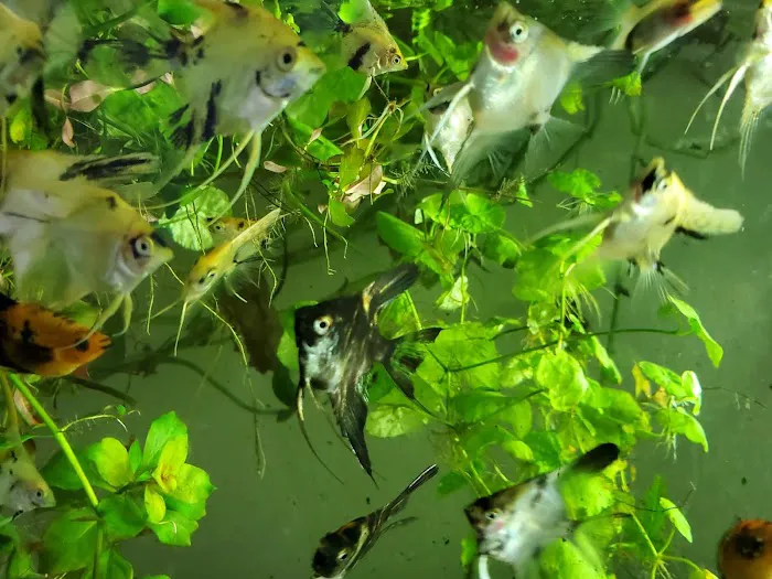 Austin Aquarium Fish - Angelfish 12
