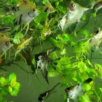 Austin Aquarium Fish - Angelfish ico