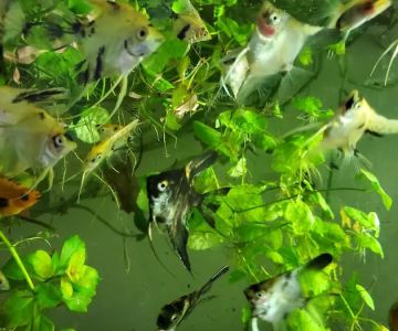 Austin Aquarium Fish - Angelfish