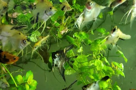 Austin Aquarium Fish - Angelfish