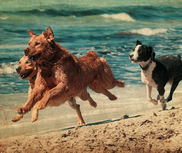 Great Outdogs 10