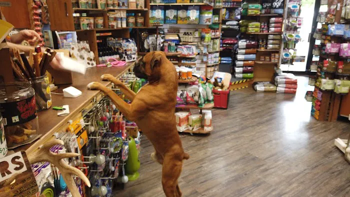 Great Outdogs 1