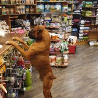 Great Outdogs ico