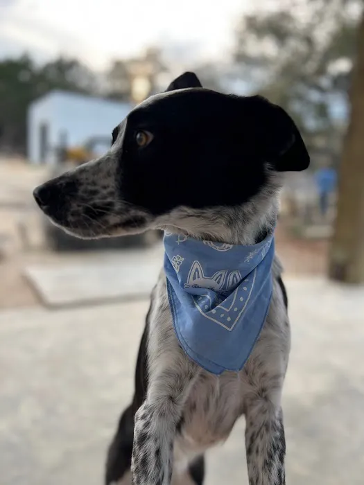 Republic of Texas Veterinary 1
