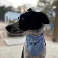 Republic of Texas Veterinary ico