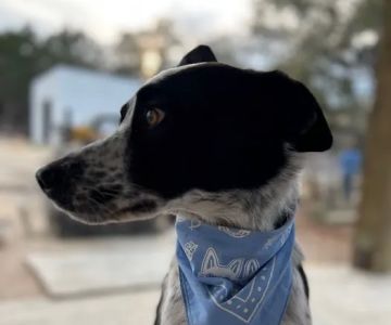 Republic of Texas Veterinary
