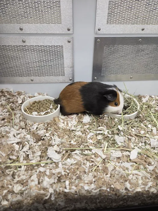Petco 10