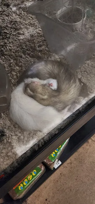 Petco 7