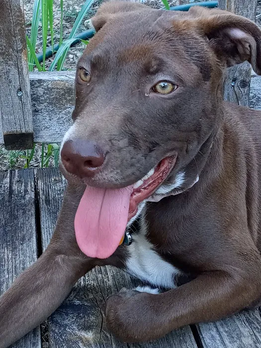 Banfield Pet Hospital 3