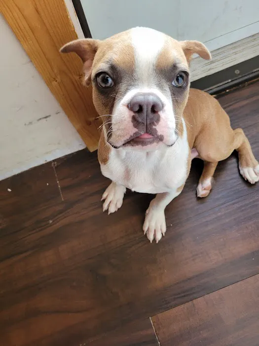 Banfield Pet Hospital 1