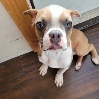 Banfield Pet Hospital ico