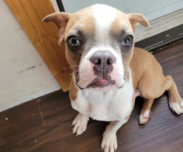 Banfield Pet Hospital