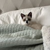 New Braunfels Veterinary Clinic ico