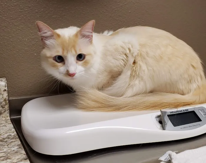 Chisholm Trail Veterinary Clinic of New Braunfels 3