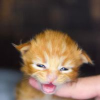 Wisteria Wildcats Maine Coons ico