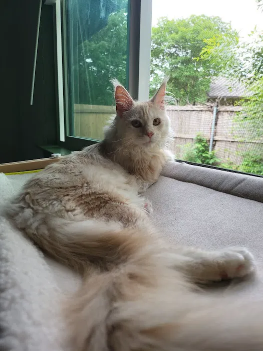 Wisteria Wildcats Maine Coons 8