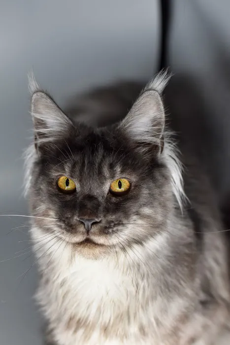 Wisteria Wildcats Maine Coons 6