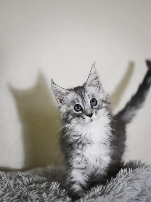 Wisteria Wildcats Maine Coons 3