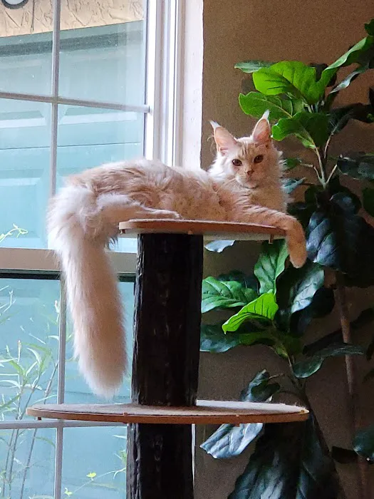 Wisteria Wildcats Maine Coons 7