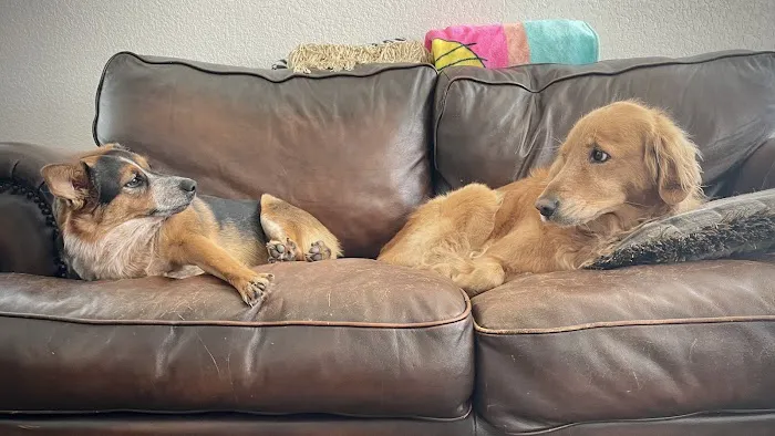 Animal Medical Center of New Braunfels 6