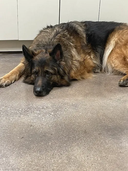 Animal Medical Center of New Braunfels 3