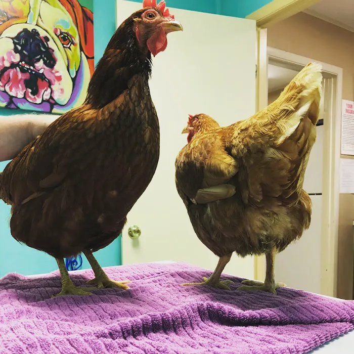 All Creatures Animal Clinic Jasper 6