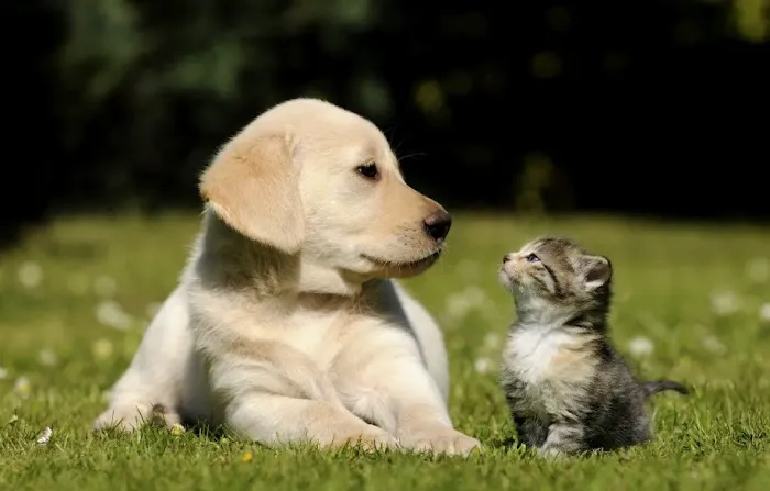 PetShield 1