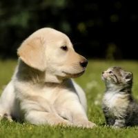 PetShield ico