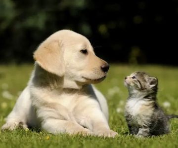 PetShield