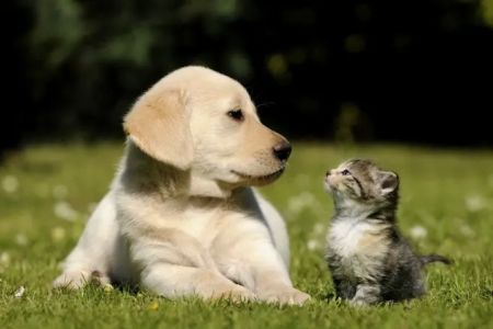 PetShield