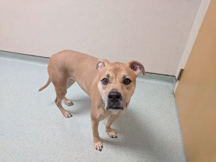 Animal Hospital of Clemmons 10