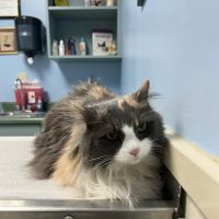 Animal Hospital of Clemmons ico