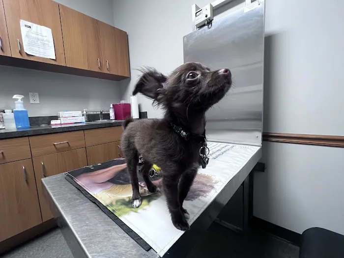 Clemmons Veterinary Clinic 2