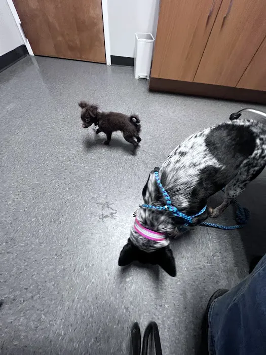 Clemmons Veterinary Clinic 4