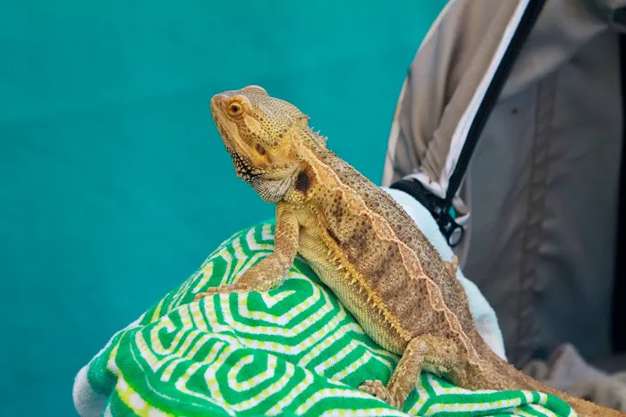 Animal Ark Veterinary Hospital 3